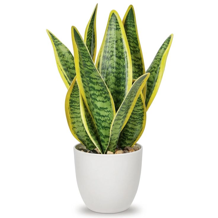 Lidah Mertua (Sansevieria)